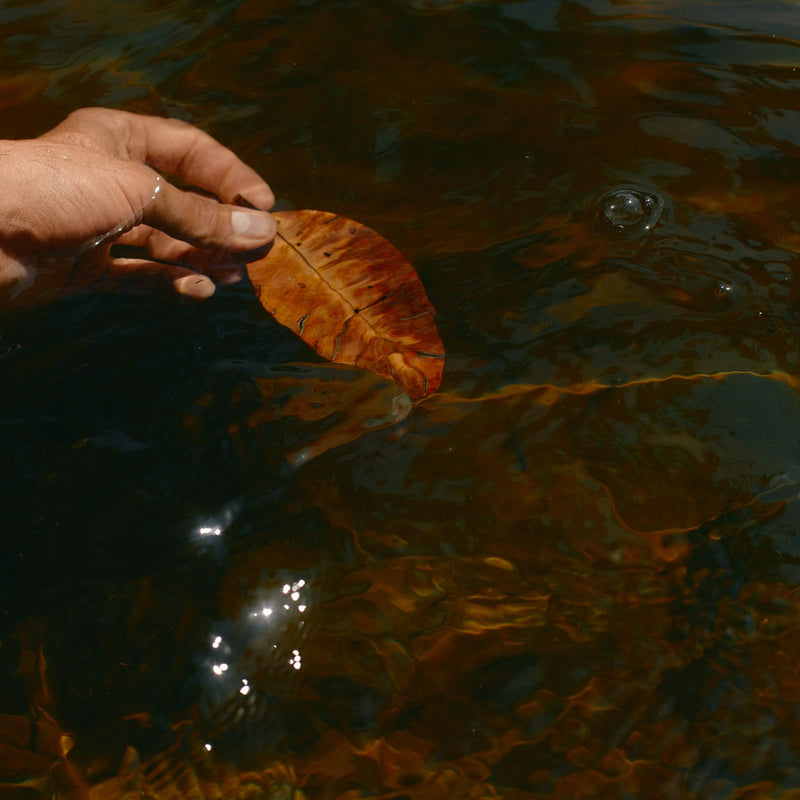autumn leaf in river